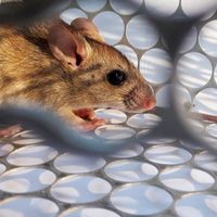 Hantavirus en Chubut: aíslan a 4 personas y una mujer murió por el virus