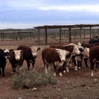 Preocupación: aumentan los casos de furtivismo y abigeatos en el sur de Neuquén