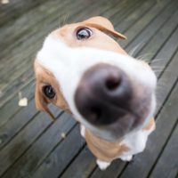 Sorprendé a tu perro el Día del Animal con estas deliciosas croquetas caseras súper fáciles y nutritivas