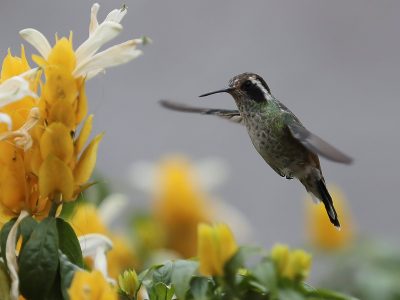 La planta que es un tesoro en los días de sol porque explota de flores y atrae a los colibríes