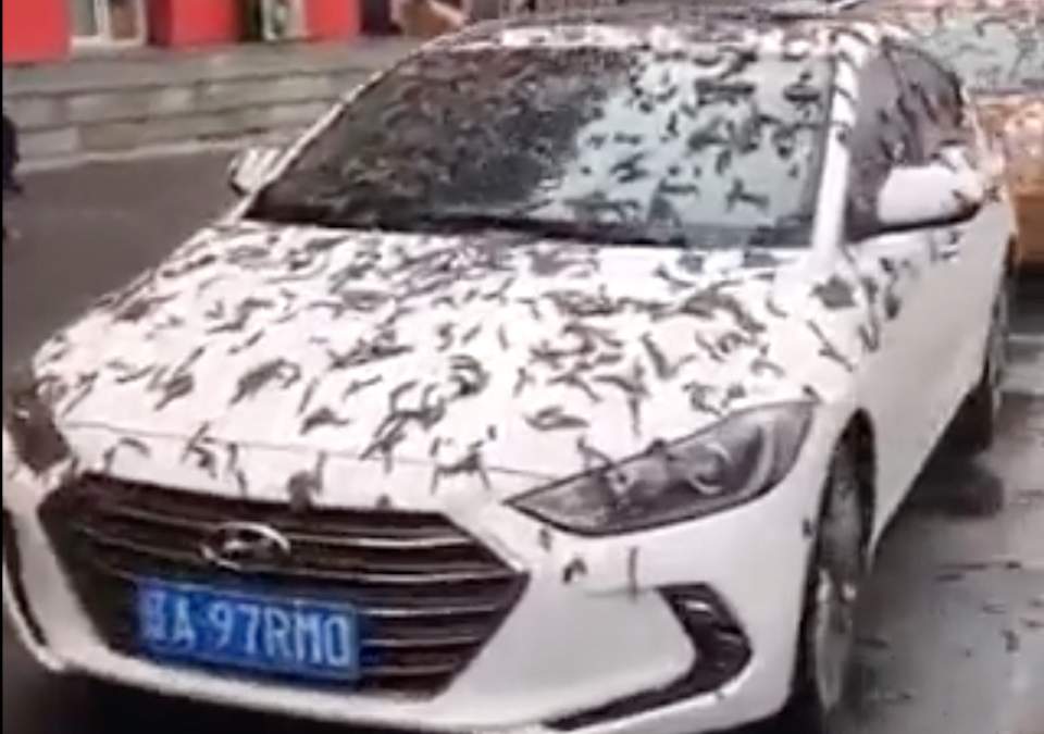 Auto cubierto con orugas en uno de los videos que se viralizaron en redes sociales
