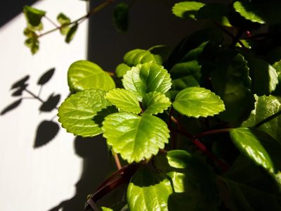 Muy buscada: la planta que purifica el aire y atrae la calma y la abundancia a tu vida