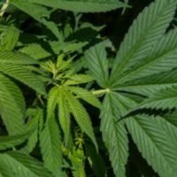 Gomitas de marihuana envían al hospital a 11 alumnos de secundaria