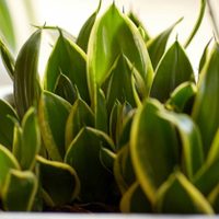 La planta favorita de madres y abuelas que rara vez da flores, pero esconde un poderoso beneficio