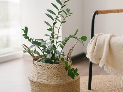 Cochinilla algodonosa, la pesadilla de las plantas: eliminala sin gastar, con 3 ingredientes de tu cocina