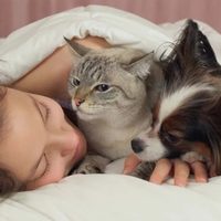 Dormís con tu mascota en la cama: qué dice la psicología sobre vos y tu forma de vincularte