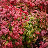 La planta que cambia de color con el frío, de bajo mantenimiento que es capaz de proteger tus sueños