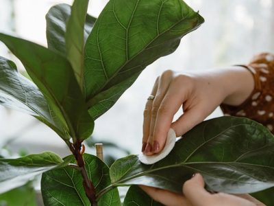 El secreto para reproducir tu planta Ficus Pandurata y disfrutar de su belleza en el interior de tu hogar