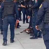 Ordenan a un pitbull atacar a una policía que perseguía a ladrones en la Roma Norte