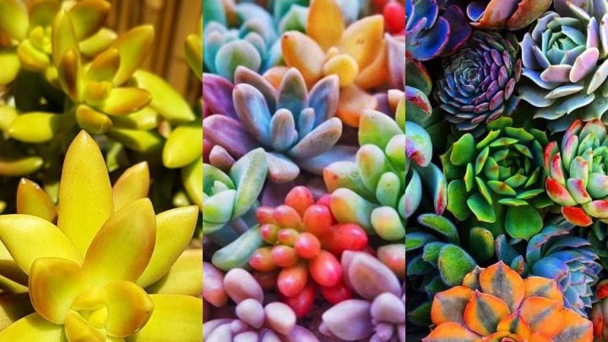 Cómo cambiar el color de tus suculentas. Fuente: (Instagram)