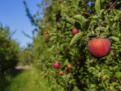 Productores del Alto Valle le pidieron a Massa ayuda para el sector