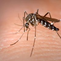 El gobierno de Neuquén presentará el Plan Provincial contra el dengue