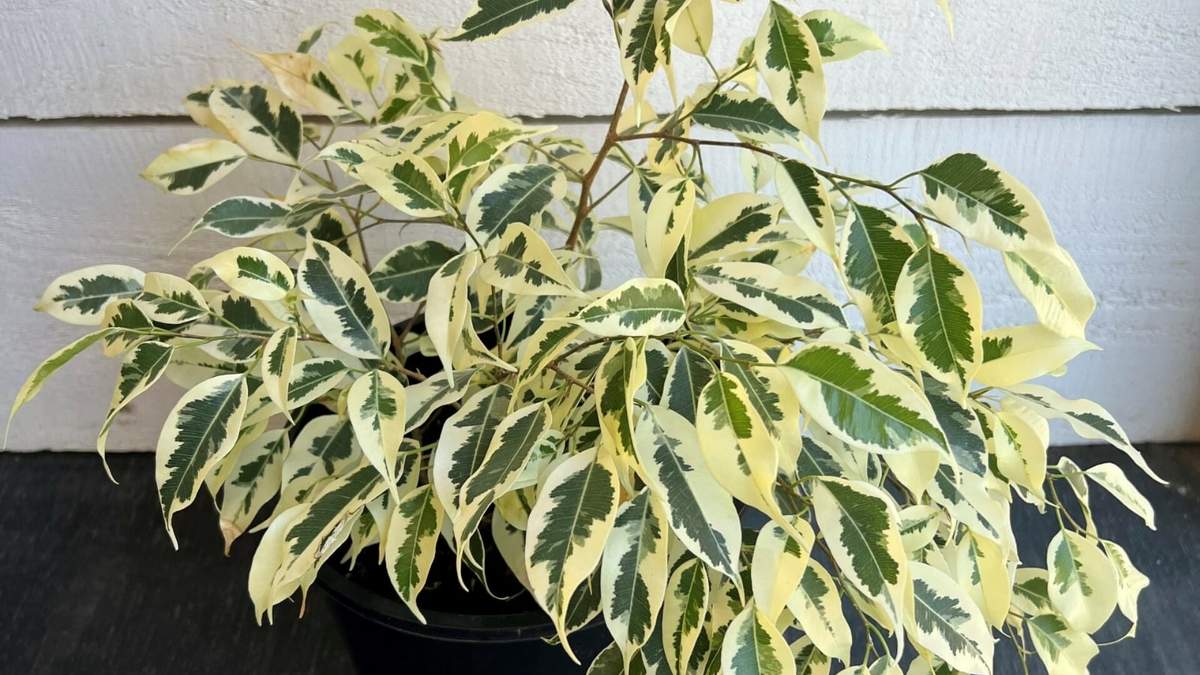 Planta. Fuente: (Instagram)