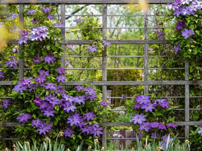 Con flores divinas: la planta trepadora de bajo mantenimiento que es perfecta para decorar muros o balcones