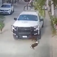 Elementos de la Guardia Nacional atropellan a dos perros en Acapulco; uno está grave (Video)