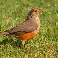 No es gallo, pero canta al amanecer: el pájaro que es un excelente despertador y sorprende con su puntualidad