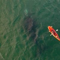 Espectacular imagen: remaban en Las Grutas y se llevaron una enorme sorpresa