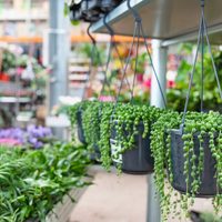 Suculentas: secretos para que la planta rosario tenga flores en todas las estaciones