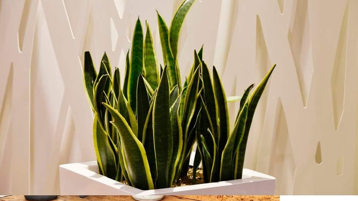 Sansevieria o Lengua de suegra. Fuente: (Instagram)