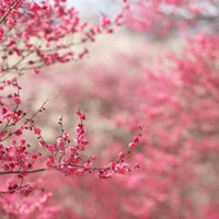 El árbol con una hermosa historia y que da un show de flores único una vez al año