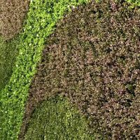 Si no sabés qué hacer para limpiar tu jardín artificial: conocé estos 3 infalibles consejos de los expertos
