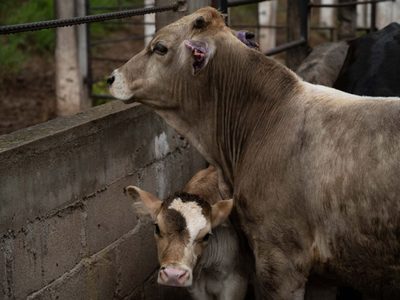 Detectan primer caso de gusano barrenador en Estados Unidos