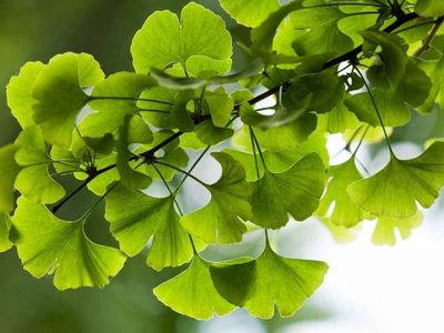 Ginkgo Biloba: la planta más apestosa que vas a querer tener en tu casa