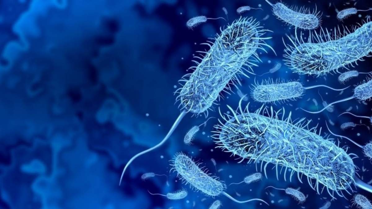 La Organización Mundial de la Salud (OMS) notificó 390 mil 723 casos de cólera
