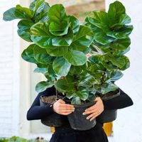 Si se le cayeron las hojas de abajo a tu Ficus Pandurata, aplicá este truco para que vuelva a crecer frondosa y rozagante
