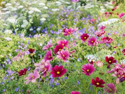 Flores en tono rosa que transforman cualquier rincón en un lugar especial