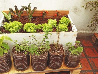 Huerta en septiembre: las plantas ideales para sembrar y aprovechar al máximo la temporada