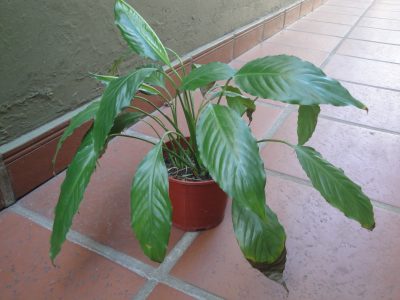 Lo que tenés que saber para evitar las puntas secas en tus plantas de interior