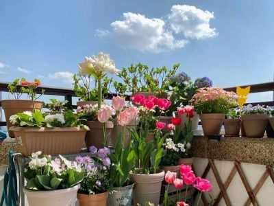 La plaga silenciosa del otoño que arruina tus plantas: cómo eliminarla de forma natural