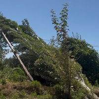 Riesgo latente: un árbol sobre el tendido eléctrico preocupa a los vecinos de Maipú