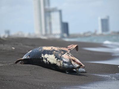 Derrame en el Golfo comenzó desde febrero, señalan organizaciones civiles