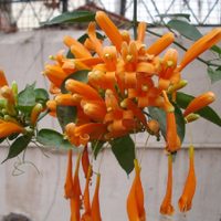Flor de San Juan: la opción apta para principiantes que esconde muchos poderes más allá de decorar el jardín