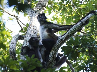 La selva de Calakmul, el nuevo foco rojo del Tren Maya