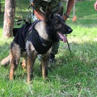 Rinden emotivo homenaje a "Proteo", el perro mexicano que murió rescatando vidas en Turquía