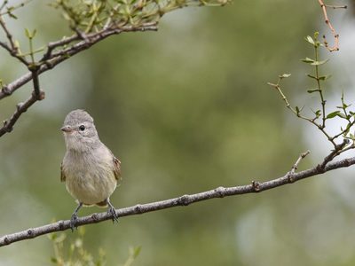 Curiosidades sobre el Piojito: el ave pequeña que durante el invierno busca migrar a un lugar seguro