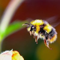 Las abejas pequeñas resistirían el cambio climático, pero los abejorros no: cuál es el problema