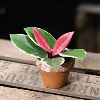 La exótica planta cuyas hojas parecen pintadas a mano y que da hermosas flores con un rico aroma
