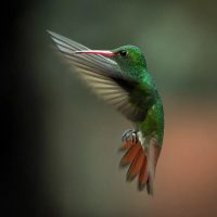 El pájaro al que todos admiran y que cada noche entra en coma para poder sobrevivir