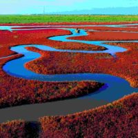 La pintoresca playa de China que cambia de color en otoño