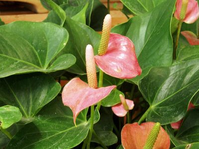 La planta de hermosas flores que acapara la atención y es muy resistente al invierno
