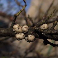 El truco económico y exprés de los jardineros para proteger tus plantas de la plaga silenciosa que las ataca