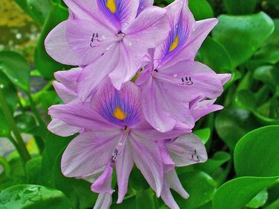 Con este frío polar, te encantará llenar tu jardín con estas plantas para el invierno
