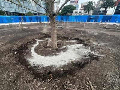 Ahuehuete de Paseo de la Reforma será vigilado por la SSC y el C5: Sheinbaum