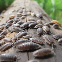 Si encontrás este insecto en tu jardín, no lo ahuyentes: mirá todos los beneficios que esconden
