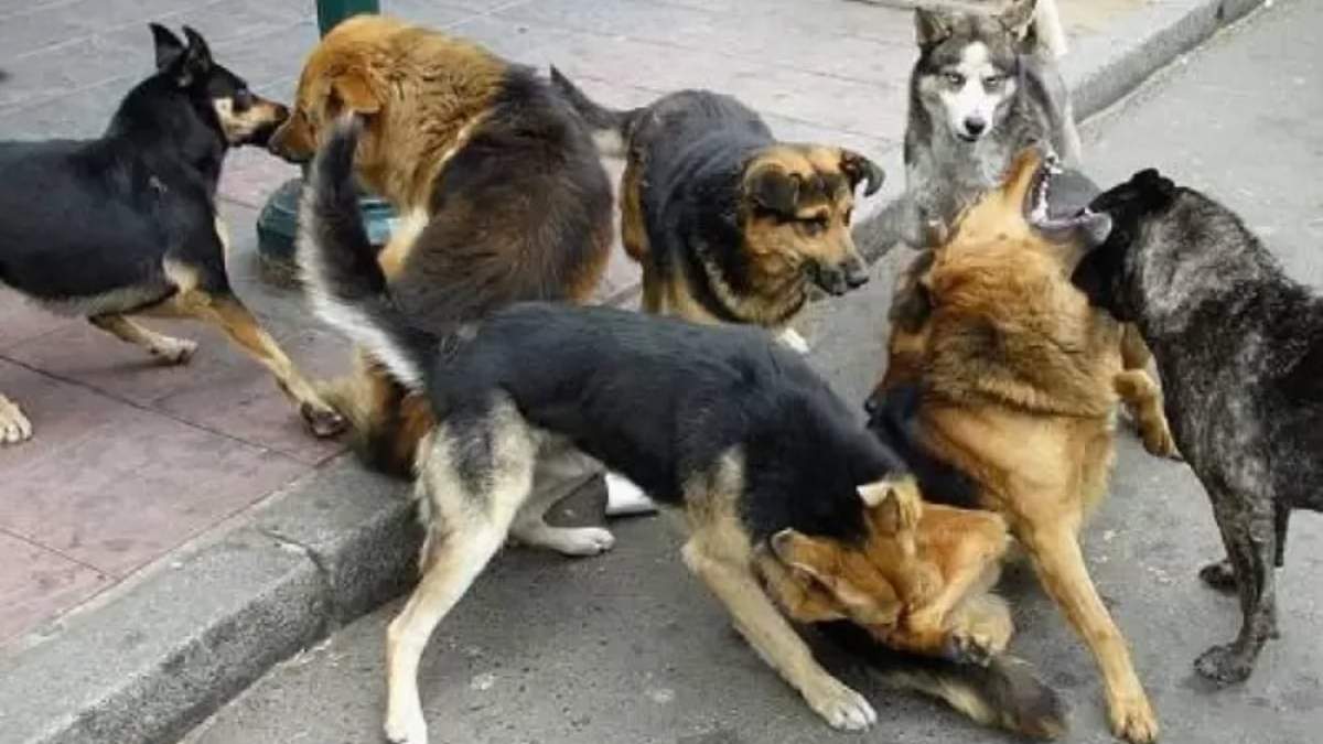 Perros salvajes, imagen ilustrativa