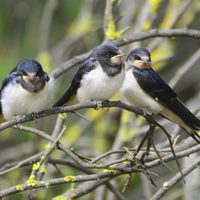 Qué significa que una golondrina venga a visitarte a tu casa